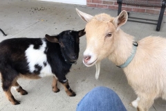 Goat Therapy at Optimized Senior Living Group (Lebanon, Ohio)